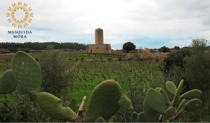 Visita a las viñas, cata de 3 vinos y merienda de productos locales en Es Molí de Son Porquer