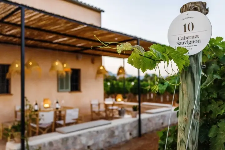Dégustation Sa Cabana de 5 vins et pa amb oli complet au domaine viticole Sa Cabana