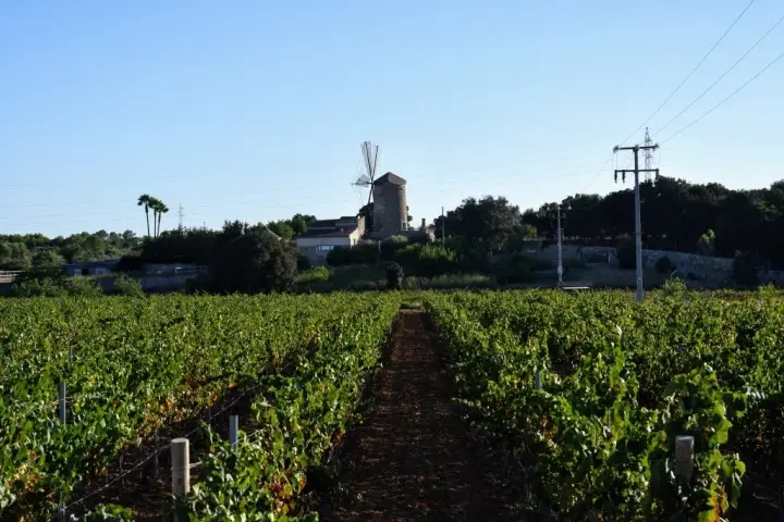 Visita guiada i tast de vins amb picada de productes mallorquins