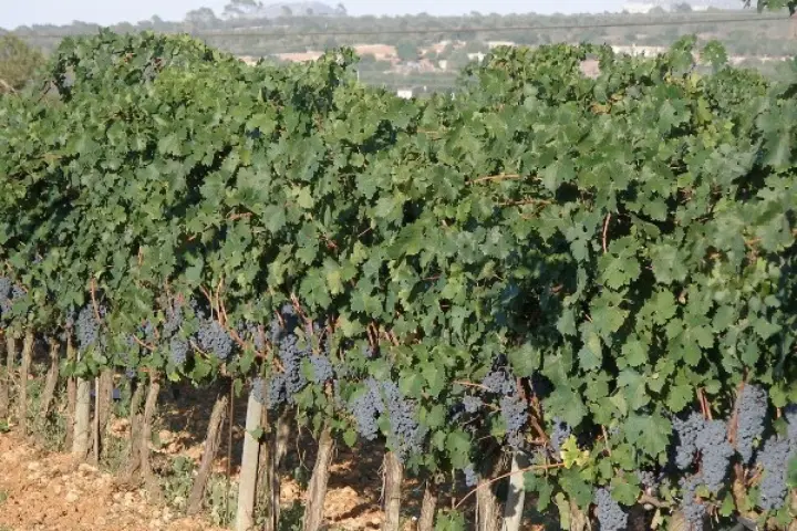 Vins Can Coleto