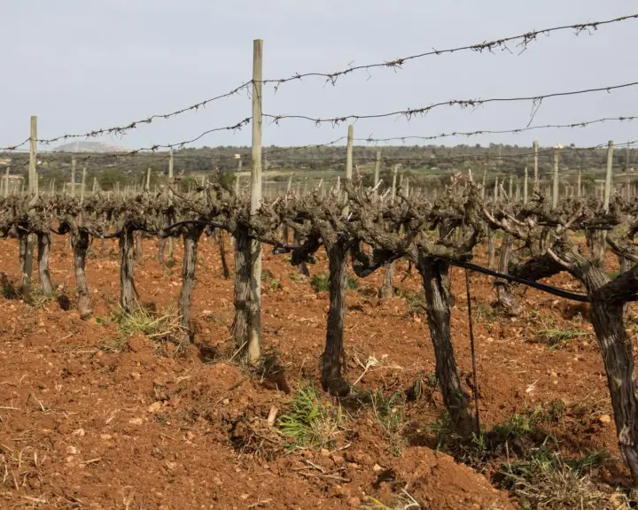 Vins Can Coleto