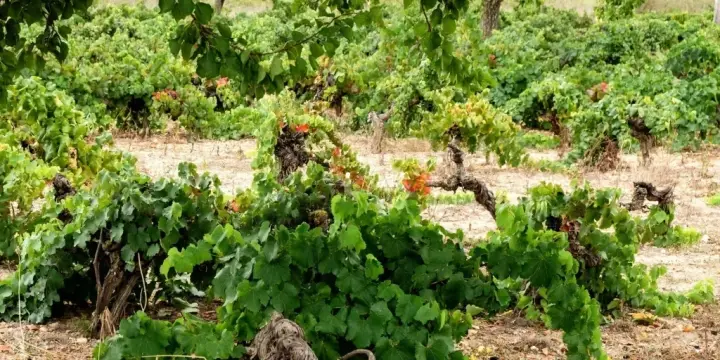 Cata de 3 vinos y surtido de quesos en la bodega Mesquida Mora
