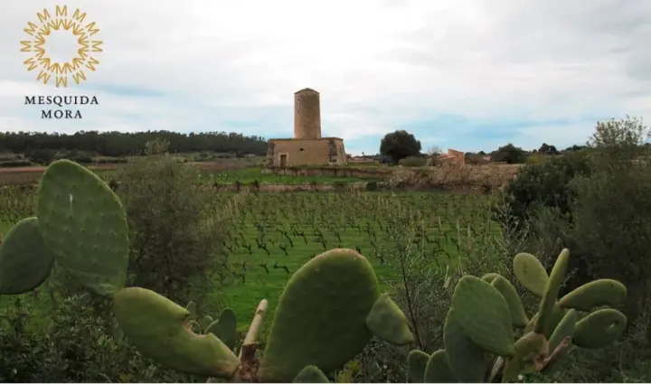Visita a las viñas, cata de 3 vinos y merienda de productos locales en Es Molí de Son Porquer