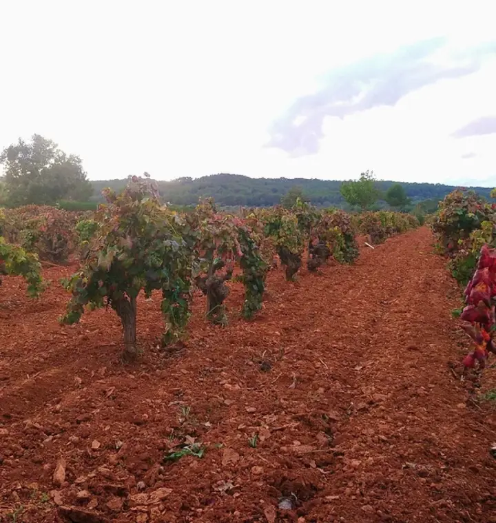 Visita guiada, cata de 6 vinos y pa amb oli