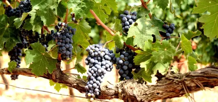 Visita guiada, cata de 3 vinos y picada de productos locales