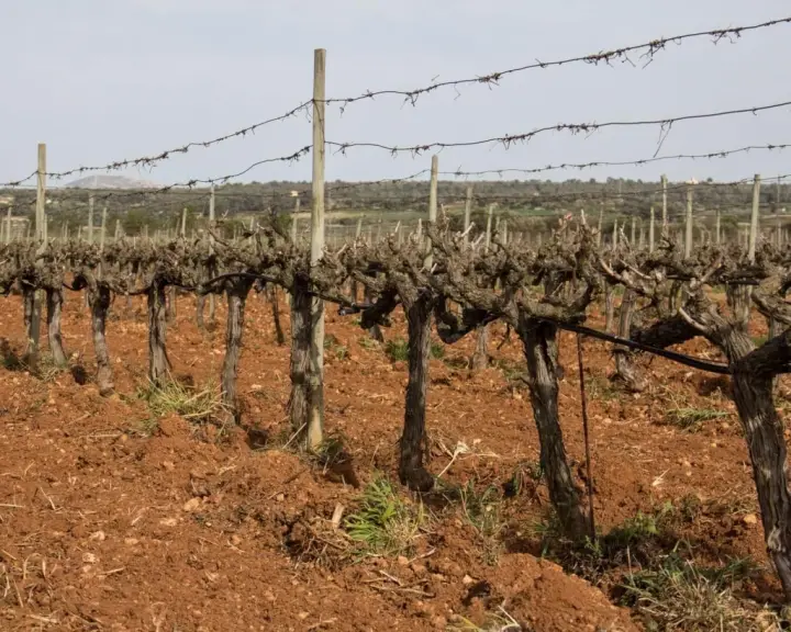 Cata de 5 vinos ecológicos y picada de productos gourmet