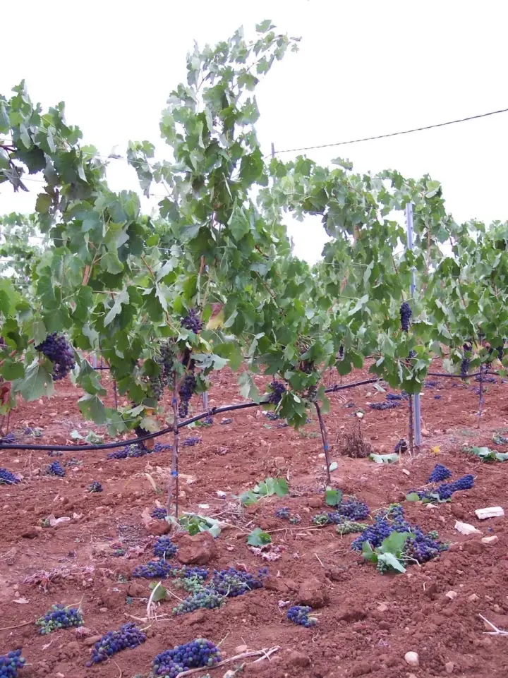 Visita guiada y cata de 4 vinos acompañado de picada de productos locales