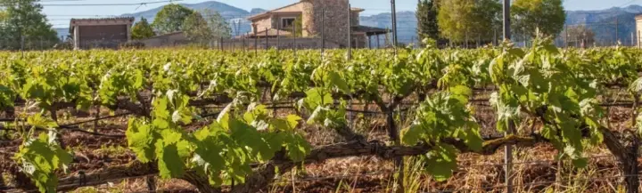 Visita guiada y cata de 4 vinos acompañado de picada de productos locales