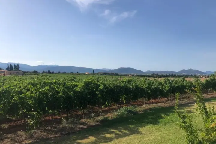 Visita guiada y cata de 4 vinos acompañado de picada de productos locales