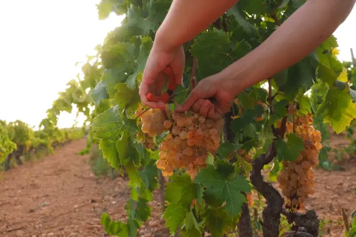 Visita guiada al celler Sebastià Pastor, cata de 4 vinos y picada de productos mallorquines