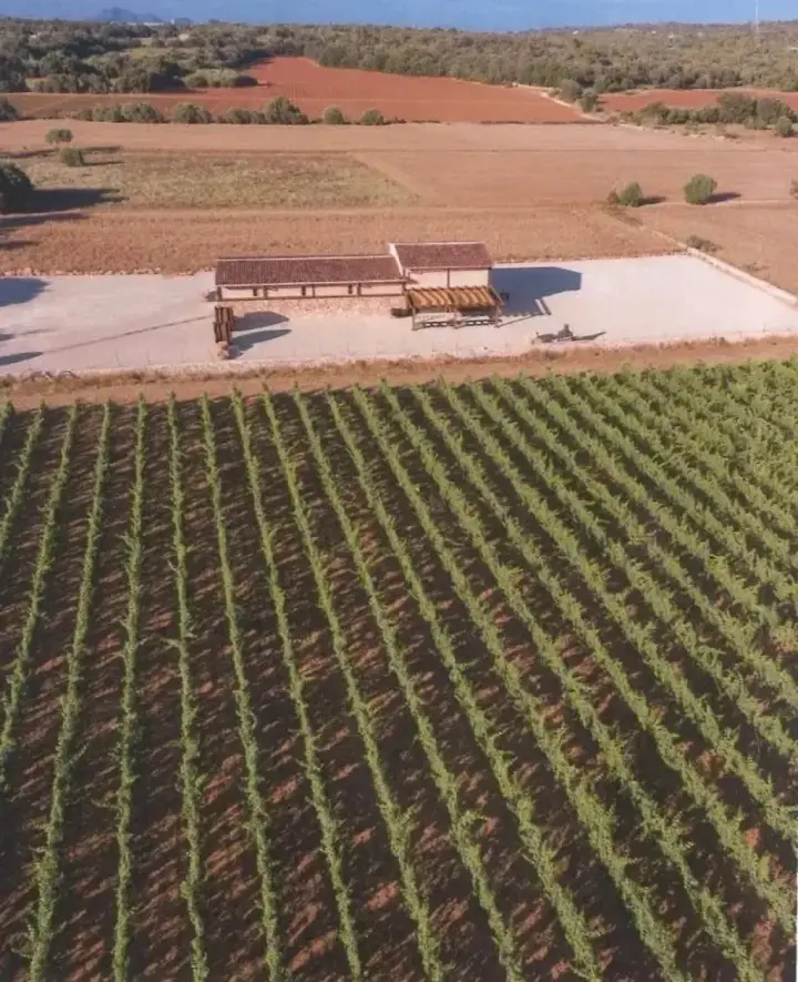 Visita guiada y cata de vinos con picada de productos mallorquines
