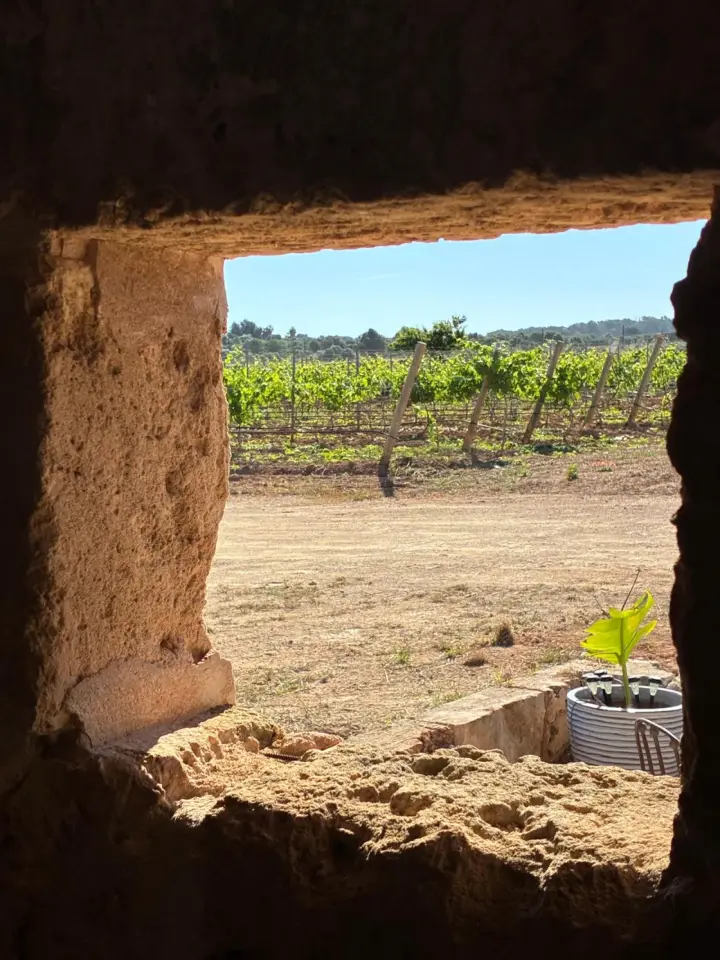 Cata de 4 vinos con pa amb oli mallorquín y visita guiada en la Bodega Can Morgan