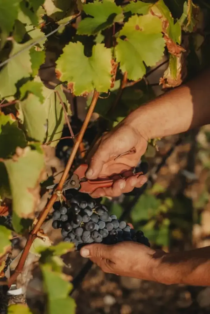 Visita guiada a Bodegues Vidal Serra con cata de 4 vinos y picada