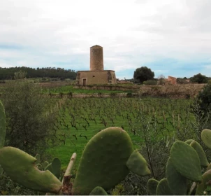 Visit to the vineyards, tasting of 3 wines and snack of local products in Es Molí de Son Porquer